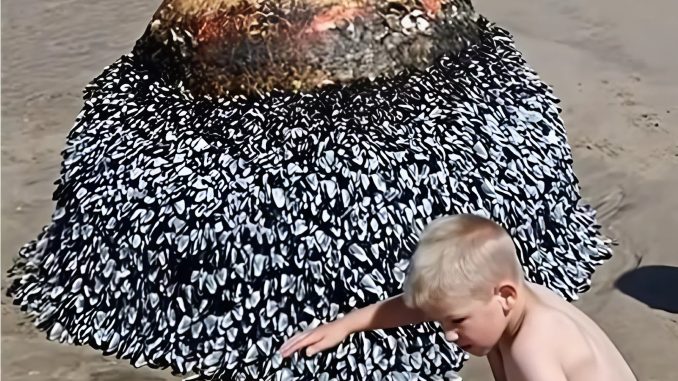 snapedit_1753130228325
