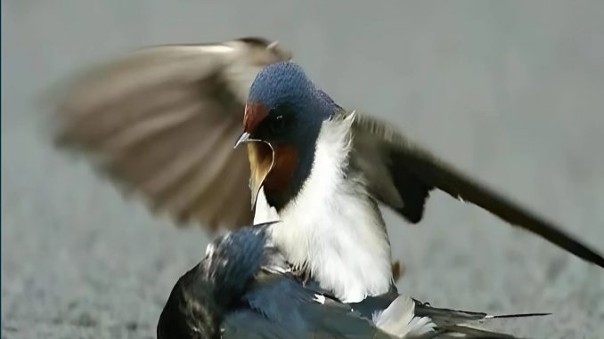 snapedit_1747549851219