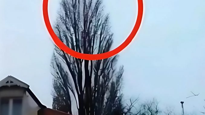 snapedit_1751218541840