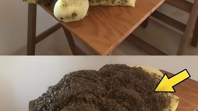 snapedit_1758604545900